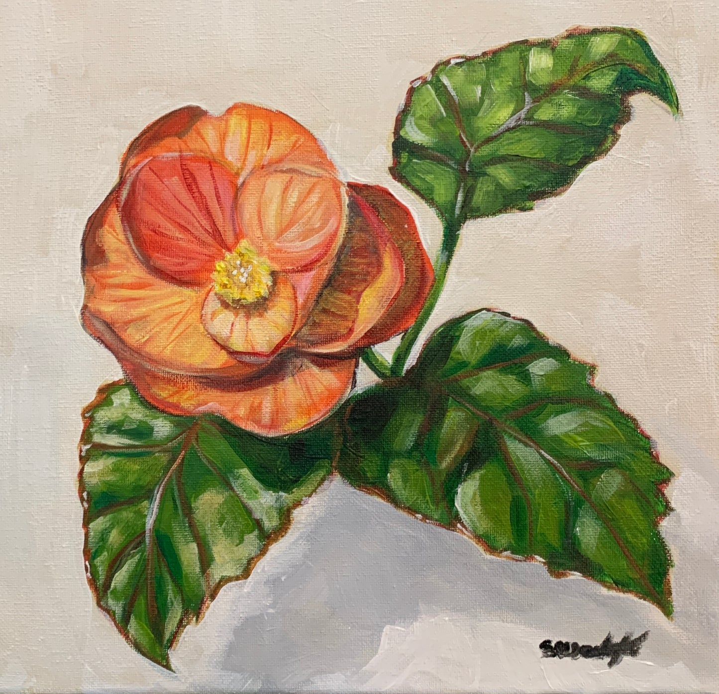 “Begonia”