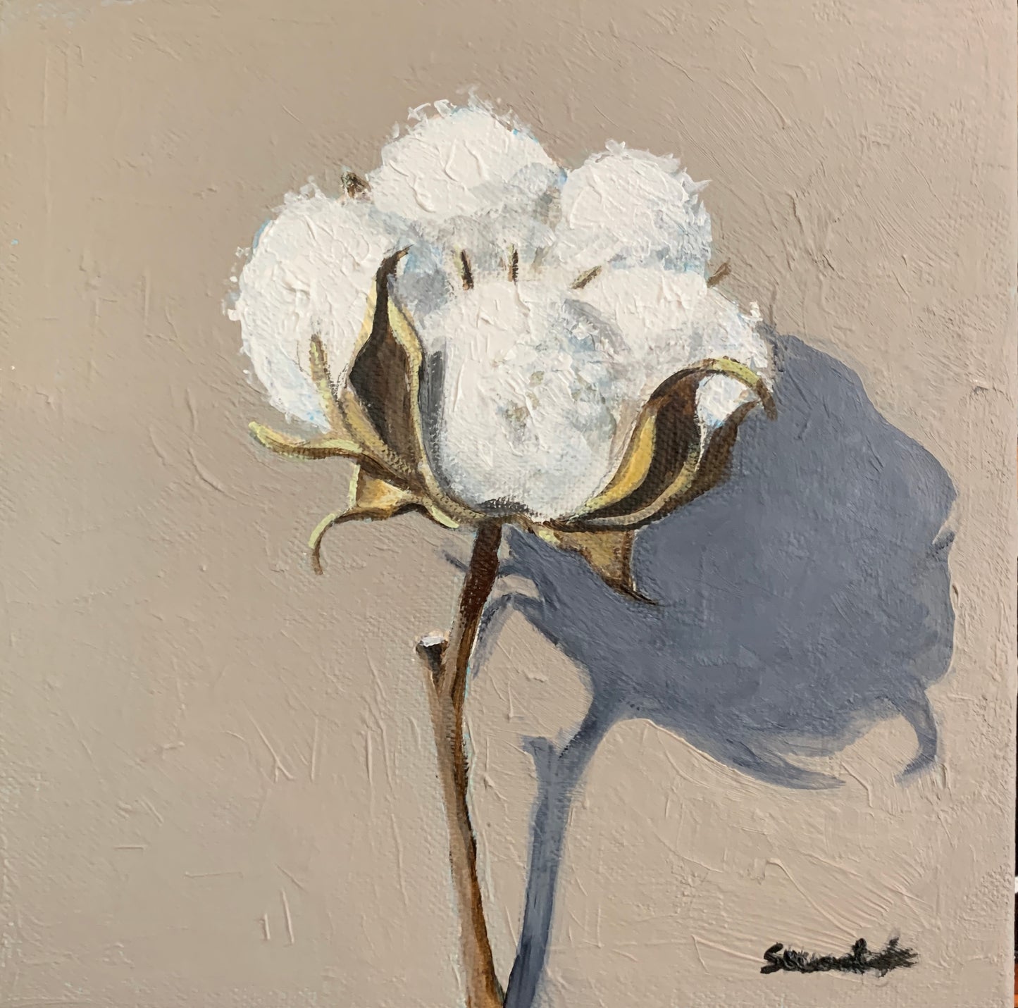 “Cotton Boll”