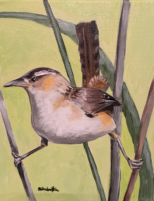 “Marsh Wren”